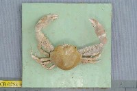 藏品(單齒玉蟹)的圖片